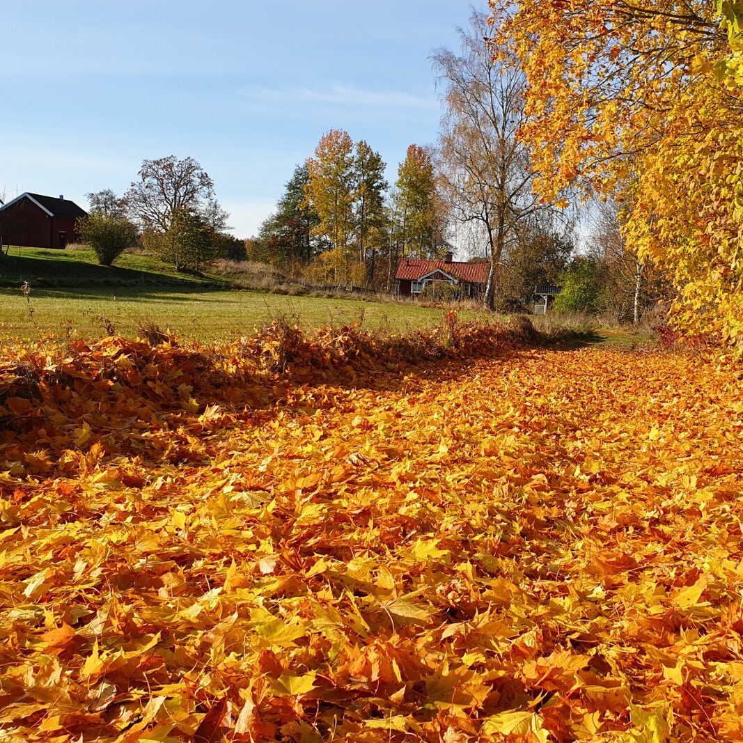Höstlandskap vid Snokebo Gård med färgstarka träd och löv på marken