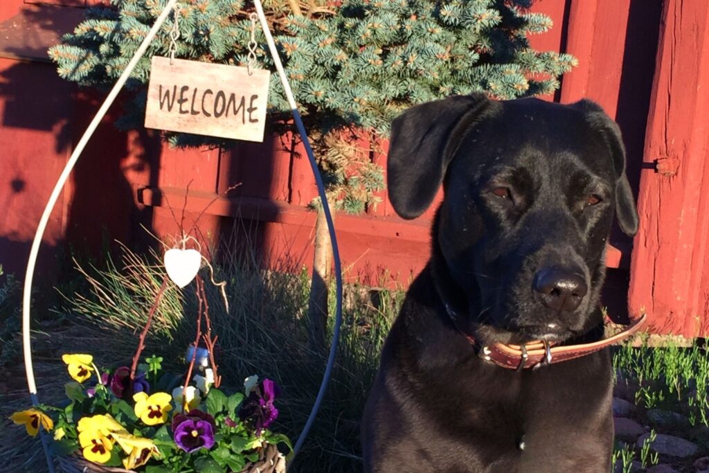 Hund framför ett rött hus på Snokebo Gård i vårsol, med blommor och trädgårdsmiljö