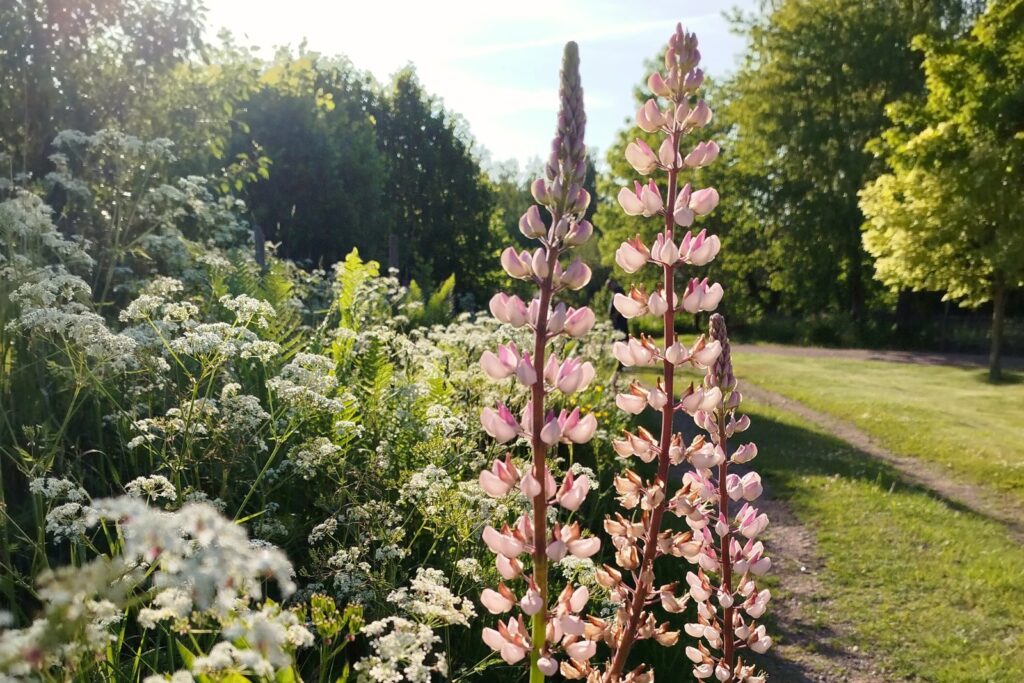 Blommor vid vägkanten på vägen mot Djursdala i Småland