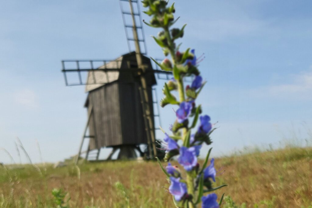 Väderkvarn på Öland i vårlandskap med blommor och öppna fält