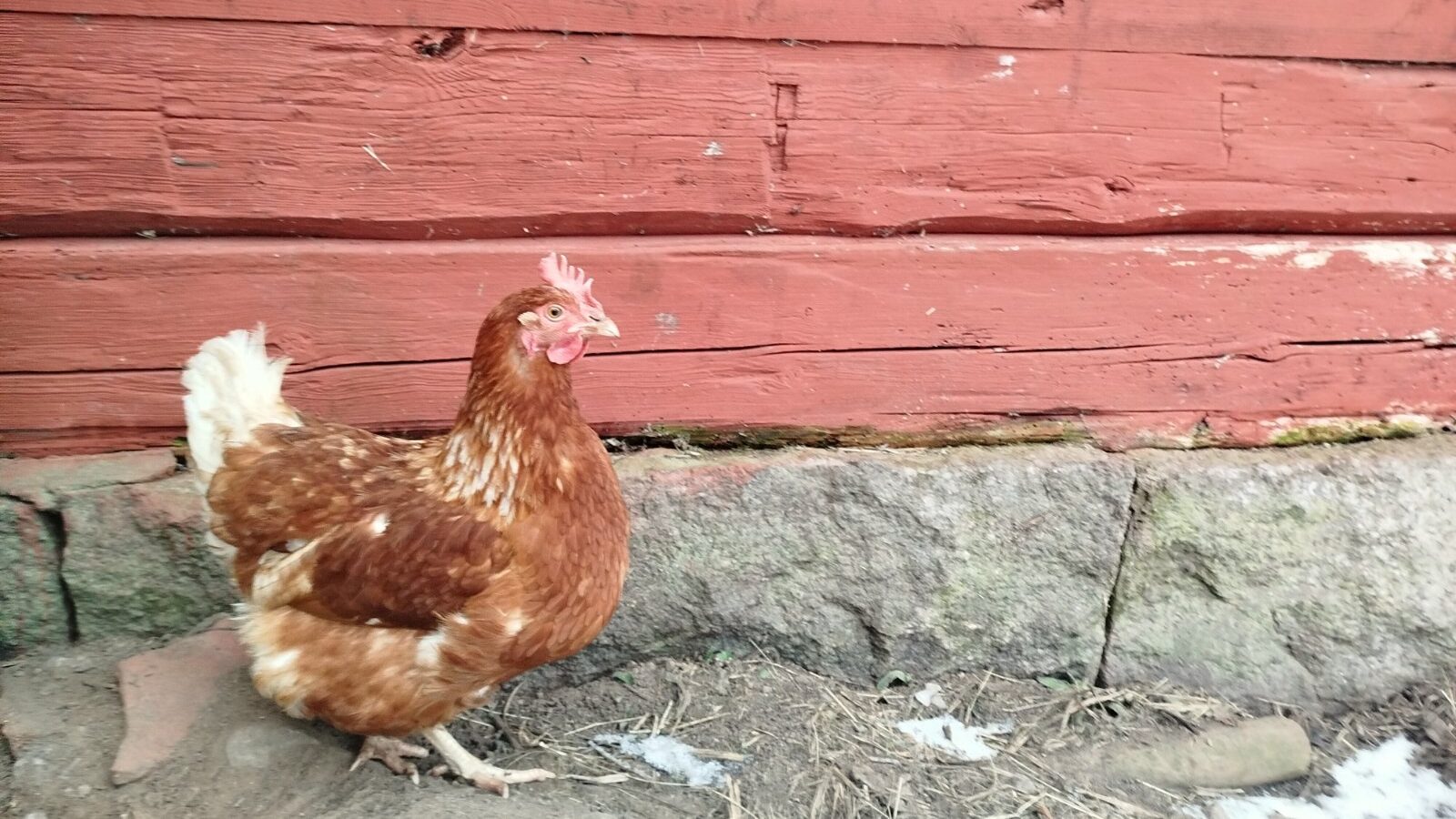 Höna vid en röd ladugårdsvägg på Snokebo Gård
